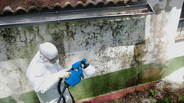 Top rated local Basement Mold Removal specialists in Harmans, MD